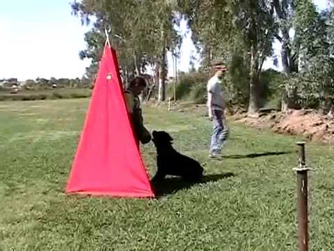 1 rottweiler