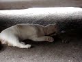 Gato vs Gusano