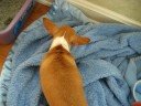 Cute Chihuahua Growls Cute Chihuahua Growls