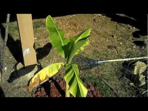 how to fertilize musa basjoo
