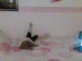 Mckenzie Doin A Roly poly