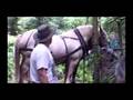 horse logging