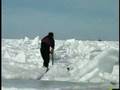 Canada Cruelly Slaughters Baby Seal Pups