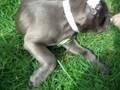 videos de Mia Squirmy Pants
