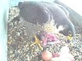 20120430 Brighton Peregrines 2012   Feeding first chick to hatch   April 30th