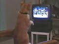 GATTO CHE FA PUGILATO - Video divertente