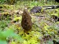 Morels in disturbance at edge of newly cut road - Oregon Morels in disturbance at edge of newly cut road - Oregon