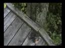 Okefenokee - Part 4