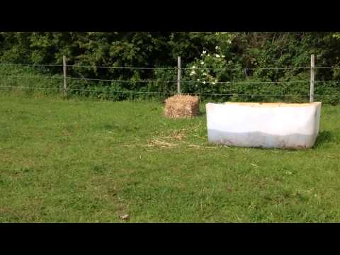  - Fallowfen Training Kennels