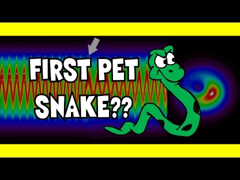 YouTube reptile video
