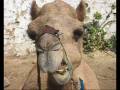 camel Trek