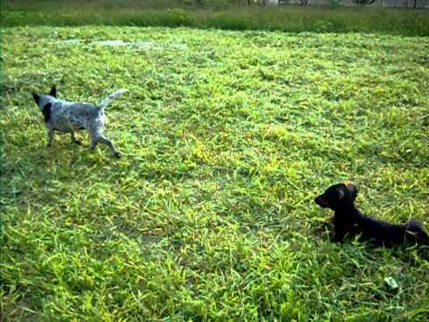 toby e jolie.avi