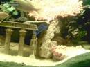 my cichlid fish aquarium my cichlid fish aquarium