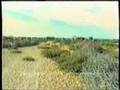 Ceel-lahelay