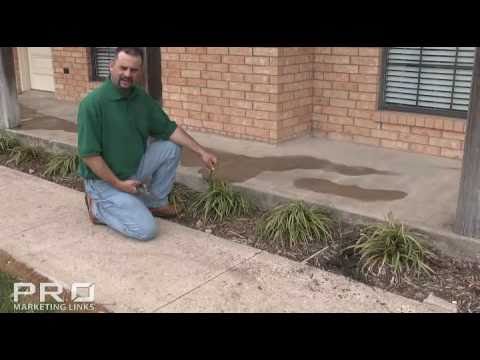 how to transplant juniper ground cover