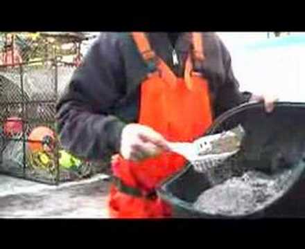 Cat Maintenance in the Bering Sea