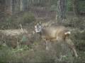 Spring spring Roedeer, lente sprong ree, Veluwe