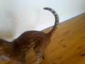 Bengal cat playing fetch