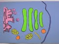 Golgi Apparatus Golgi Apparatus