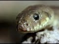 guila-culebrera-Circ