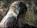 �guila culebrera (Circaetus gallicus)