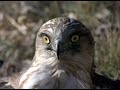 guila-culebrera-Circ