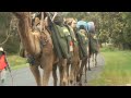 CFA Escort Camel Train