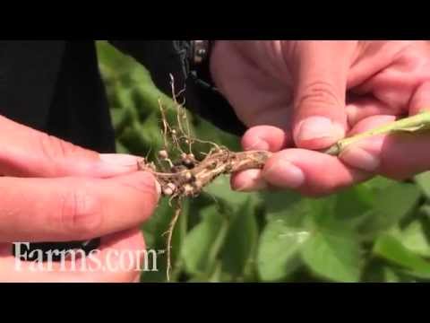 how to isolate rhizobium from root nodules