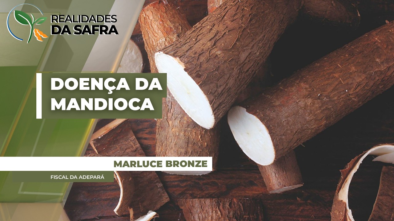Doença fúngica da mandioca se espalha pelo Pará e acende alerta para fronteira com Maranhão