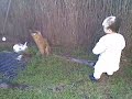 Edmond and rabbit