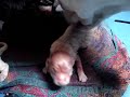 naissance b�b� nala