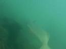 Halibut Cruising