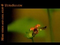 Ladybug @7000 FPS (reUpload)