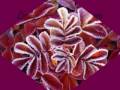 videos de Peoms and Love ( Gabriel Faure Elegie In C Minor )