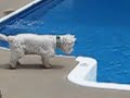 Bogie the Westie vs Pool