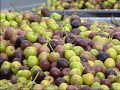 diğer bodur zeytin kliplerinide izleyebilirsiniz