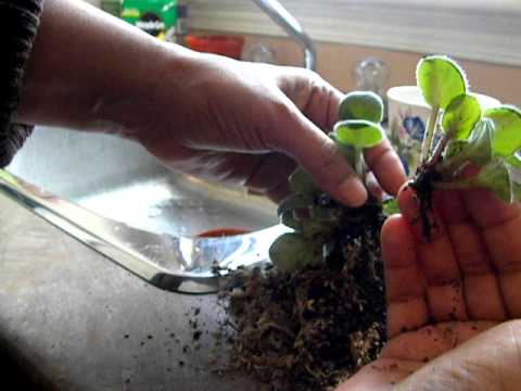 how to plant african violet leaves