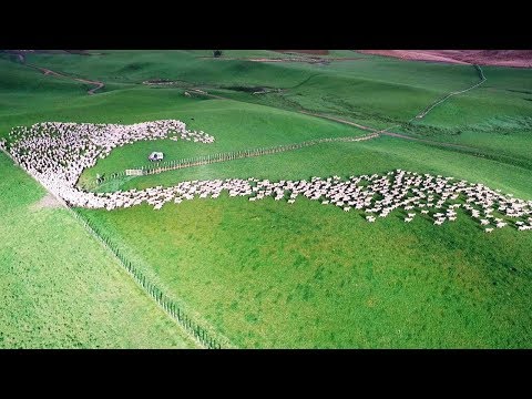 Luftaufnahmen aus Neuseeland - Die Schafe sind auf dem ...