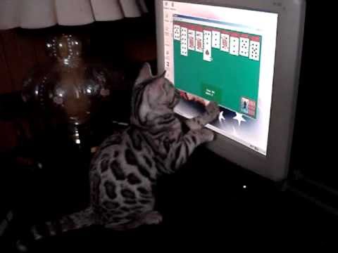 free spider solitaire