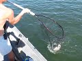 Daniel the Walleye slayer