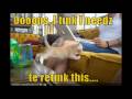 *Funny Cats & dogs*