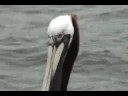 Pelican Taking Flight