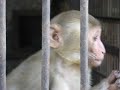 Monkeys
