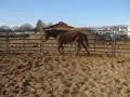 Hungarian warmblood mare for sale