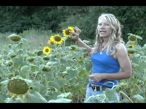 GardenMagik Sunflowers and Math!
