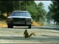 Ardilla causa accidente