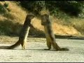 Ardilla causa accidente
