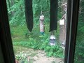 Yankee Flipper claims first victim!