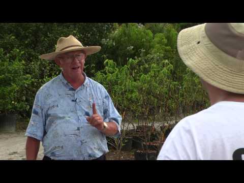 how to fertilize peanuts