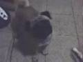videos de Hick virando o pescoço
